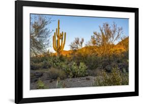 USA, Arizona, Tucson, Saguaro National Park-Peter Hawkins-Framed Premium Photographic Print