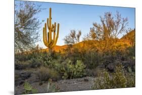 USA, Arizona, Tucson, Saguaro National Park-Peter Hawkins-Mounted Premium Photographic Print