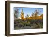 USA, Arizona, Tucson, Saguaro National Park-Peter Hawkins-Framed Photographic Print