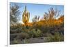 USA, Arizona, Tucson, Saguaro National Park-Peter Hawkins-Framed Photographic Print