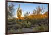 USA, Arizona, Tucson, Saguaro National Park-Peter Hawkins-Framed Photographic Print