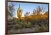 USA, Arizona, Tucson, Saguaro National Park-Peter Hawkins-Framed Photographic Print