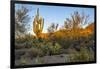 USA, Arizona, Tucson, Saguaro National Park-Peter Hawkins-Framed Photographic Print