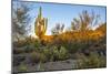 USA, Arizona, Tucson, Saguaro National Park-Peter Hawkins-Mounted Photographic Print