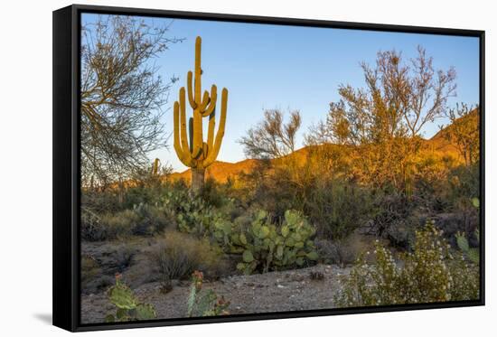 USA, Arizona, Tucson, Saguaro National Park-Peter Hawkins-Framed Stretched Canvas