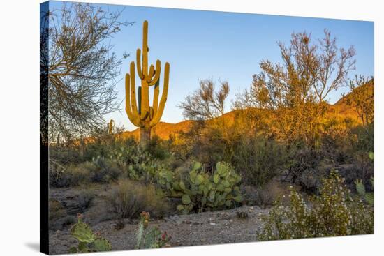 USA, Arizona, Tucson, Saguaro National Park-Peter Hawkins-Stretched Canvas