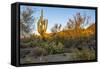 USA, Arizona, Tucson, Saguaro National Park-Peter Hawkins-Framed Stretched Canvas