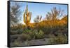 USA, Arizona, Tucson, Saguaro National Park-Peter Hawkins-Framed Stretched Canvas