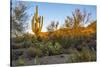 USA, Arizona, Tucson, Saguaro National Park-Peter Hawkins-Stretched Canvas