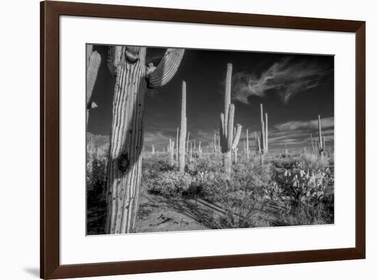 USA, Arizona, Tucson, Saguaro National Park-Peter Hawkins-Framed Premium Photographic Print