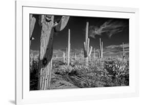 USA, Arizona, Tucson, Saguaro National Park-Peter Hawkins-Framed Premium Photographic Print