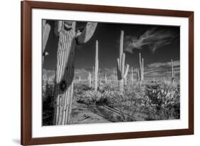 USA, Arizona, Tucson, Saguaro National Park-Peter Hawkins-Framed Premium Photographic Print