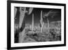 USA, Arizona, Tucson, Saguaro National Park-Peter Hawkins-Framed Premium Photographic Print