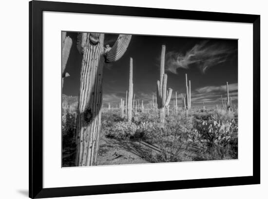 USA, Arizona, Tucson, Saguaro National Park-Peter Hawkins-Framed Premium Photographic Print