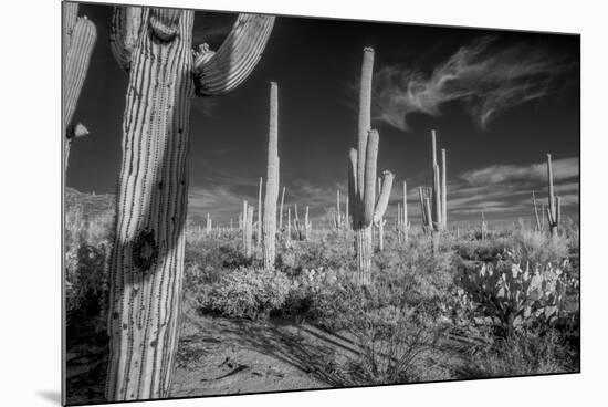 USA, Arizona, Tucson, Saguaro National Park-Peter Hawkins-Mounted Premium Photographic Print