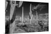 USA, Arizona, Tucson, Saguaro National Park-Peter Hawkins-Mounted Premium Photographic Print