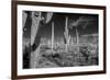 USA, Arizona, Tucson, Saguaro National Park-Peter Hawkins-Framed Photographic Print