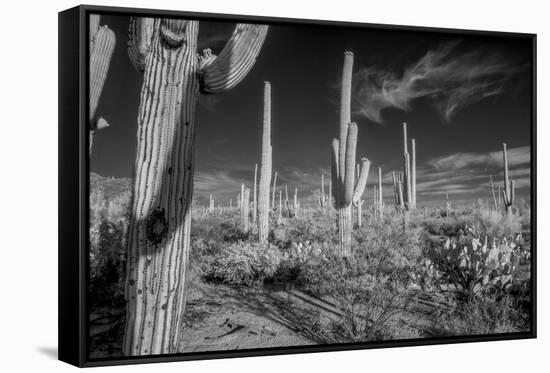 USA, Arizona, Tucson, Saguaro National Park-Peter Hawkins-Framed Stretched Canvas