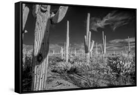 USA, Arizona, Tucson, Saguaro National Park-Peter Hawkins-Framed Stretched Canvas