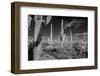 USA, Arizona, Tucson, Saguaro National Park-Peter Hawkins-Framed Photographic Print