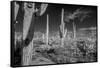 USA, Arizona, Tucson, Saguaro National Park-Peter Hawkins-Framed Stretched Canvas