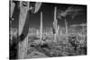 USA, Arizona, Tucson, Saguaro National Park-Peter Hawkins-Stretched Canvas