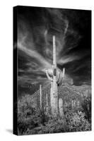 USA, Arizona, Tucson, Saguaro National Park-Peter Hawkins-Stretched Canvas