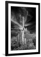 USA, Arizona, Tucson, Saguaro National Park-Peter Hawkins-Framed Premium Photographic Print