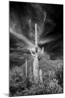 USA, Arizona, Tucson, Saguaro National Park-Peter Hawkins-Mounted Premium Photographic Print