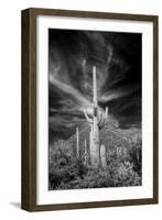 USA, Arizona, Tucson, Saguaro National Park-Peter Hawkins-Framed Photographic Print