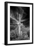 USA, Arizona, Tucson, Saguaro National Park-Peter Hawkins-Framed Photographic Print