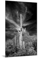 USA, Arizona, Tucson, Saguaro National Park-Peter Hawkins-Mounted Premium Photographic Print