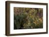 USA, Arizona, Tucson, Saguaro National Park-Peter Hawkins-Framed Photographic Print