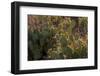 USA, Arizona, Tucson, Saguaro National Park-Peter Hawkins-Framed Photographic Print