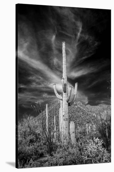 USA, Arizona, Tucson, Saguaro National Park-Peter Hawkins-Stretched Canvas