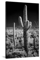 USA, Arizona, Tucson, Saguaro National Park-Peter Hawkins-Stretched Canvas