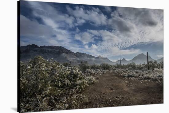 USA, Arizona, Tucson, Tucson Mountain Park-Peter Hawkins-Stretched Canvas