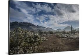 USA, Arizona, Tucson, Tucson Mountain Park-Peter Hawkins-Stretched Canvas