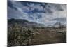 USA, Arizona, Tucson, Tucson Mountain Park-Peter Hawkins-Mounted Photographic Print