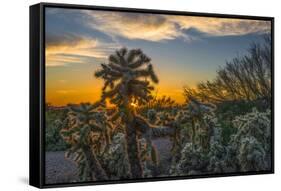 USA, Arizona, Tucson, Tucson Mountain Park-Peter Hawkins-Framed Stretched Canvas