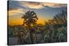 USA, Arizona, Tucson, Tucson Mountain Park-Peter Hawkins-Stretched Canvas