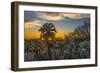 USA, Arizona, Tucson, Tucson Mountain Park-Peter Hawkins-Framed Photographic Print