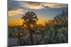 USA, Arizona, Tucson, Tucson Mountain Park-Peter Hawkins-Mounted Photographic Print