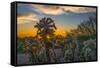 USA, Arizona, Tucson, Tucson Mountain Park-Peter Hawkins-Framed Stretched Canvas