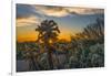 USA, Arizona, Tucson, Tucson Mountain Park-Peter Hawkins-Framed Photographic Print