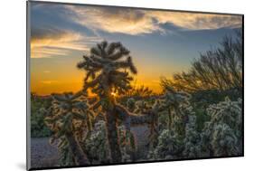 USA, Arizona, Tucson, Tucson Mountain Park-Peter Hawkins-Mounted Photographic Print