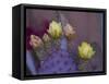 Usa, Arizona, Tucson. Yellow and pink flowers on purple Prickly Pear Cactus.-Merrill Images-Framed Stretched Canvas