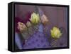 Usa, Arizona, Tucson. Yellow and pink flowers on purple Prickly Pear Cactus.-Merrill Images-Framed Stretched Canvas