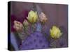 Usa, Arizona, Tucson. Yellow and pink flowers on purple Prickly Pear Cactus.-Merrill Images-Stretched Canvas