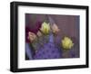 Usa, Arizona, Tucson. Yellow and pink flowers on purple Prickly Pear Cactus.-Merrill Images-Framed Photographic Print